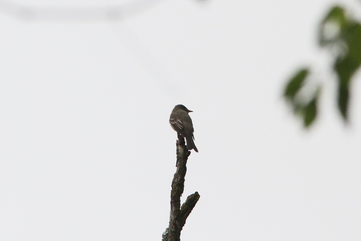 Eastern Wood-Pewee - ML96372671