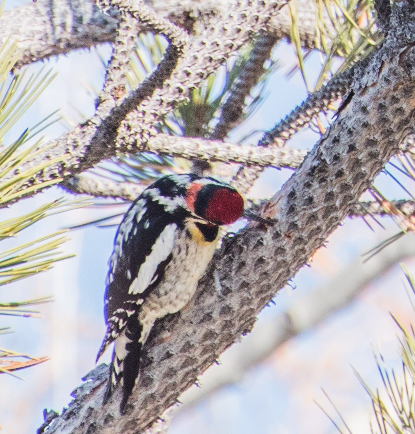 Red-naped Sapsucker - Libby Burtner