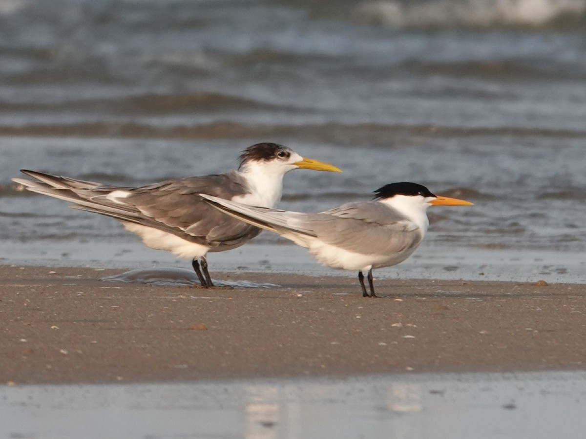 Lesser Crested Tern - ML96372971