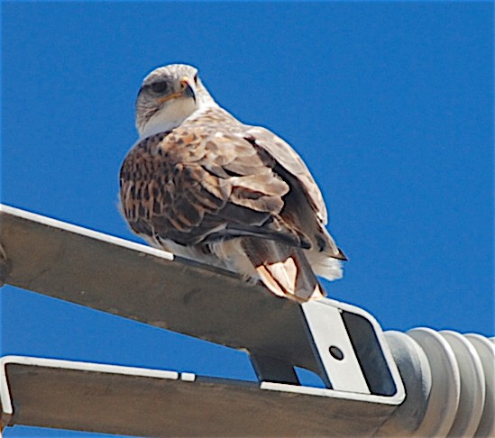 Ferruginous Hawk - Anonymous