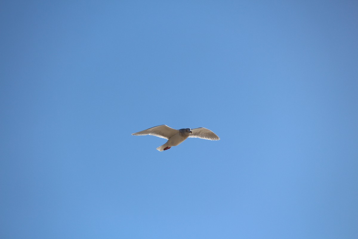Glaucous-winged Gull - Lucas Corneliussen