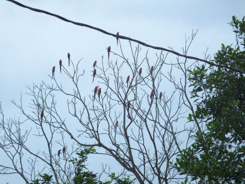 Scarlet Macaw - ML96376451