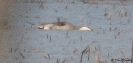 Northern Pintail - ML96378321