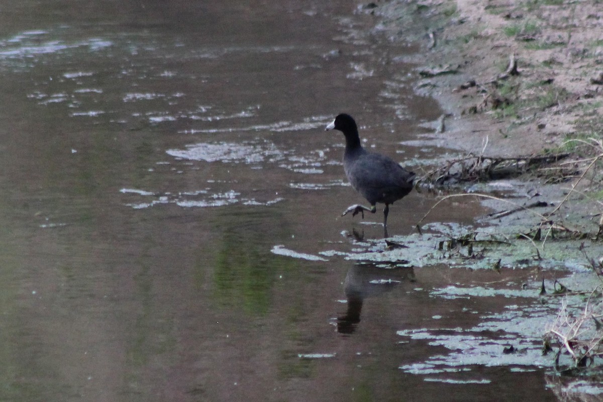 American Coot - ML96380381