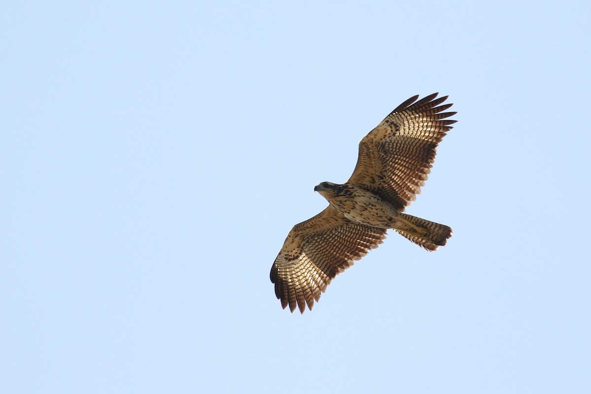 Great Black Hawk - ML96381661