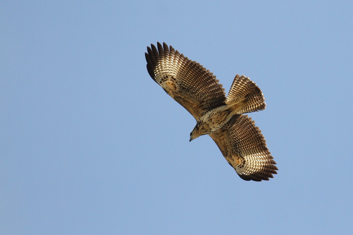 Great Black Hawk - Alex Lamoreaux