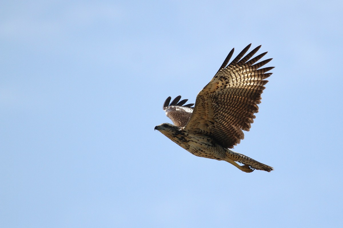 Great Black Hawk - Alex Lamoreaux