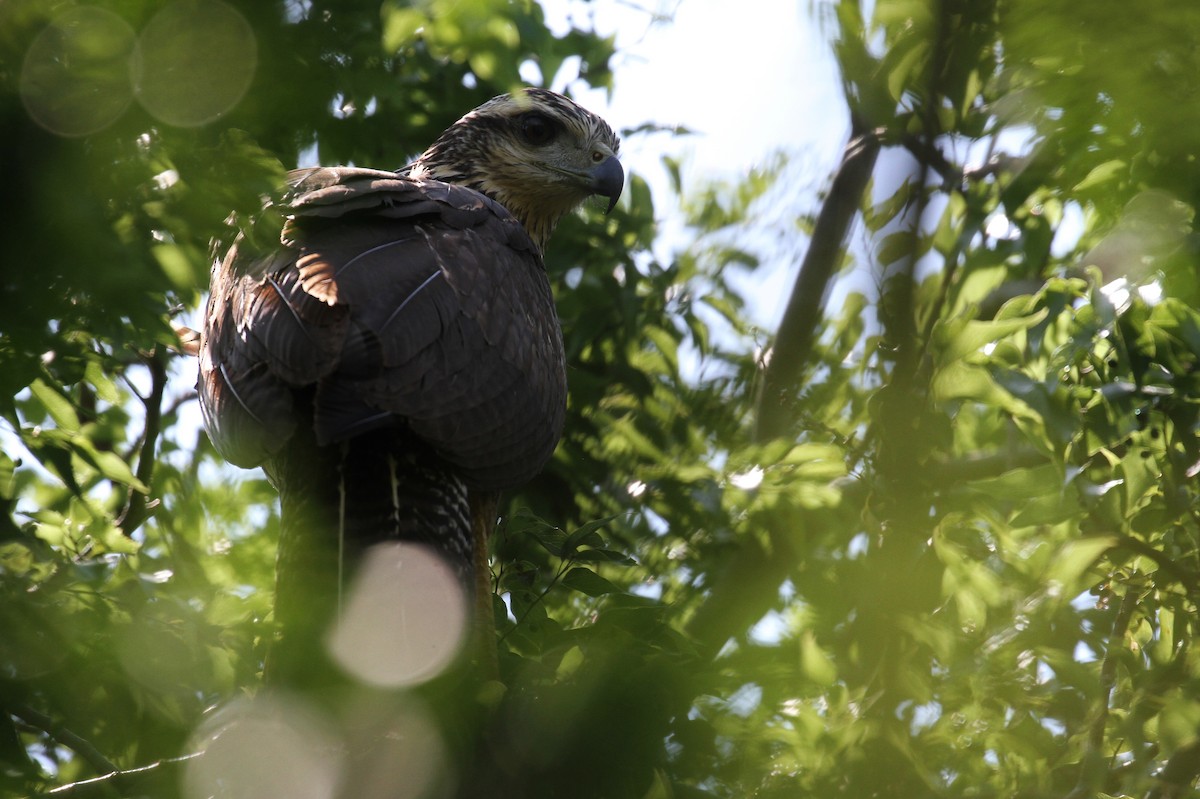 Great Black Hawk - Alex Lamoreaux