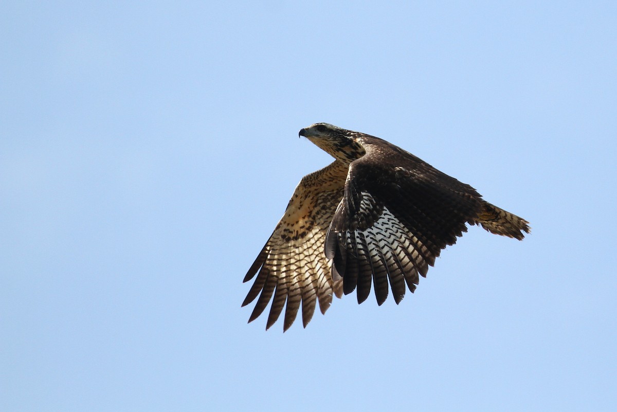 Great Black Hawk - ML96381761