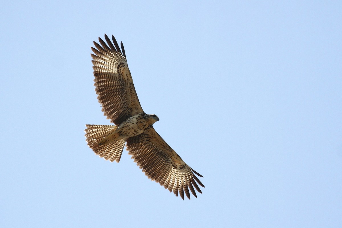 Great Black Hawk - Alex Lamoreaux