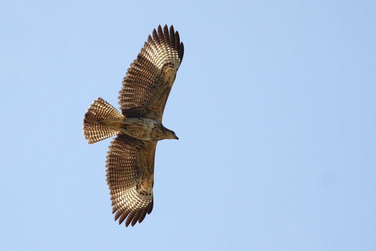 Great Black Hawk - Alex Lamoreaux