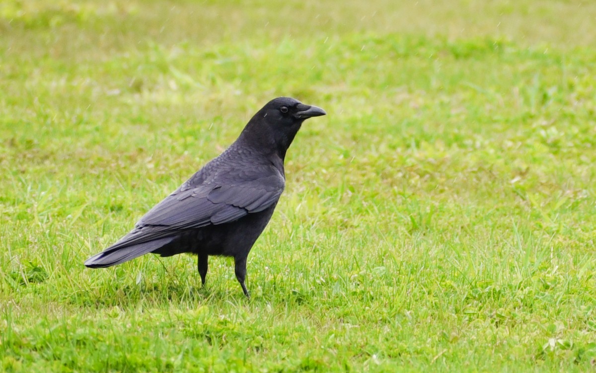 American Crow - ML96381931