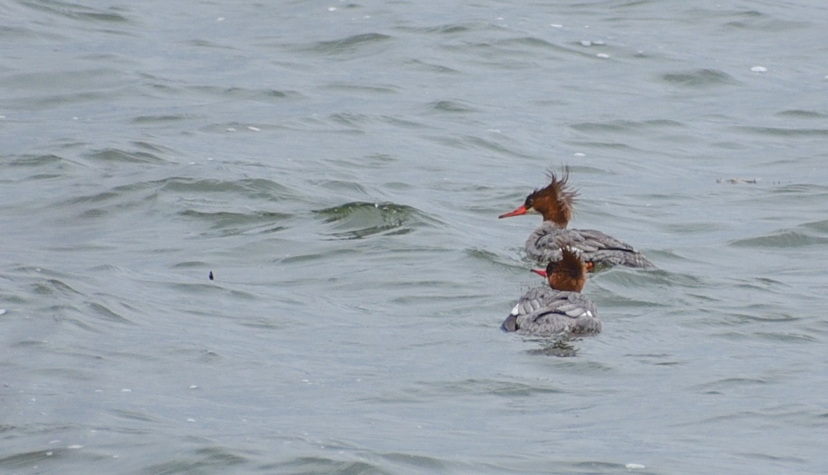 Common Merganser - ML96382001