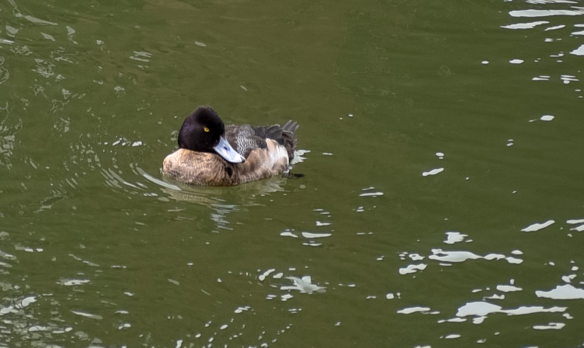 polák vlnkovaný - ML96382251