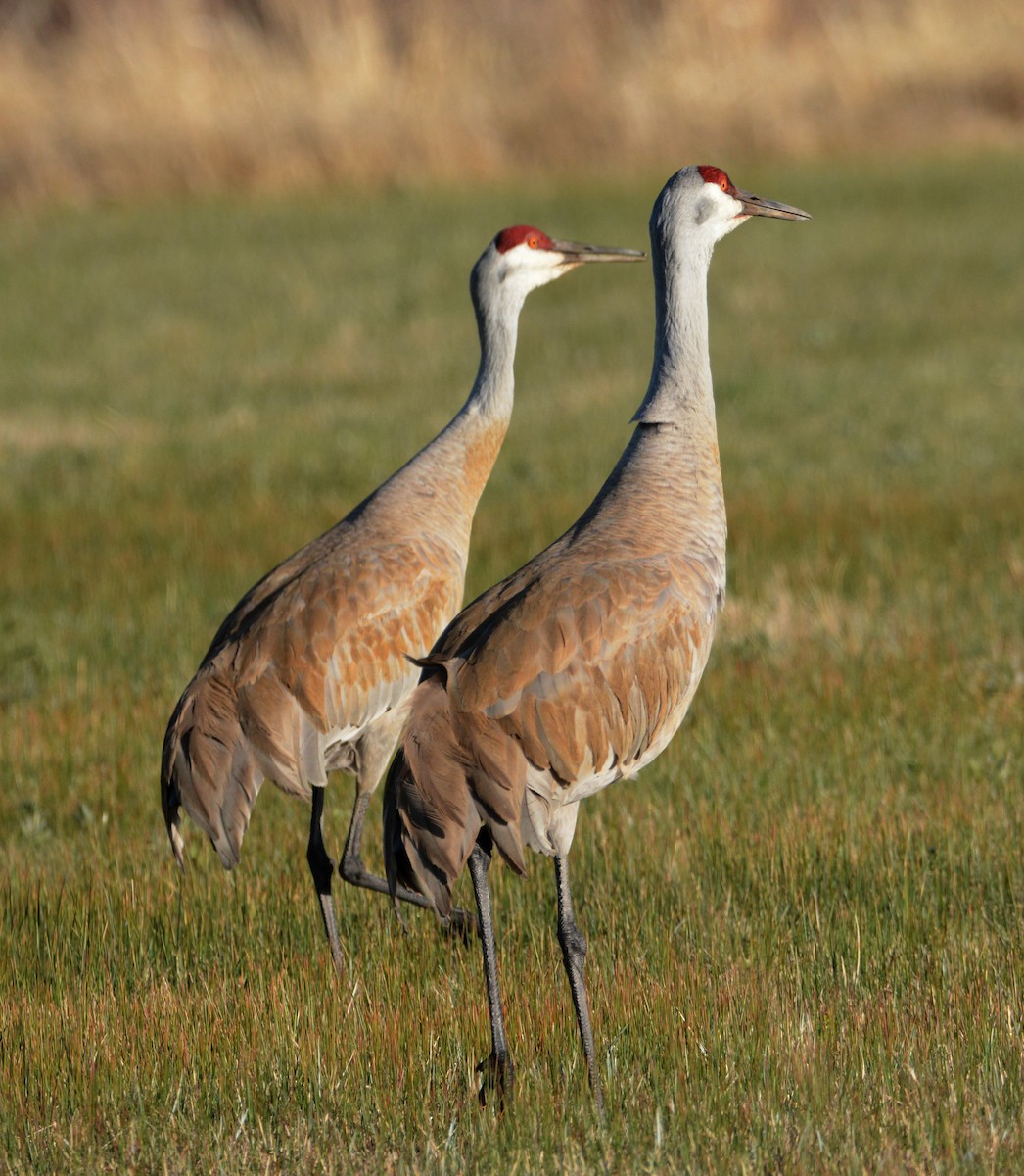 Sandhill Crane - ML96382441