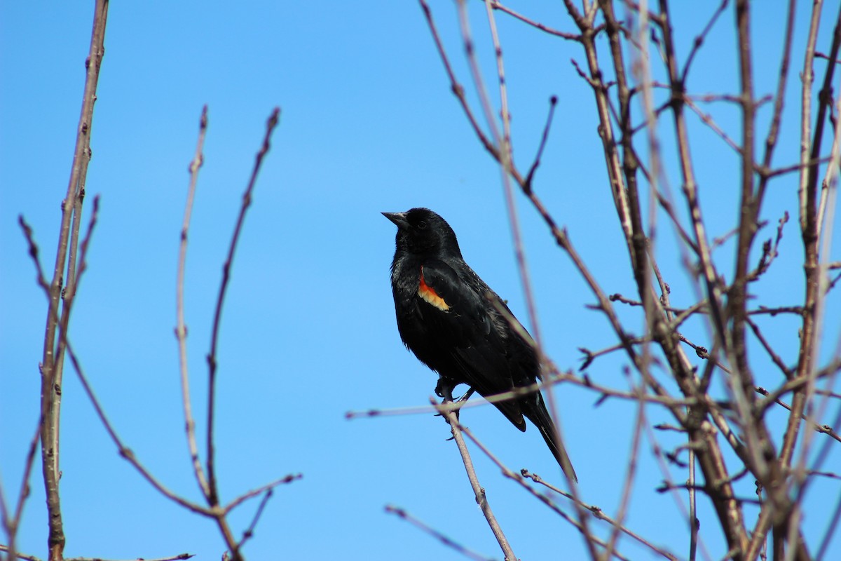Red-winged Blackbird - ML96383301