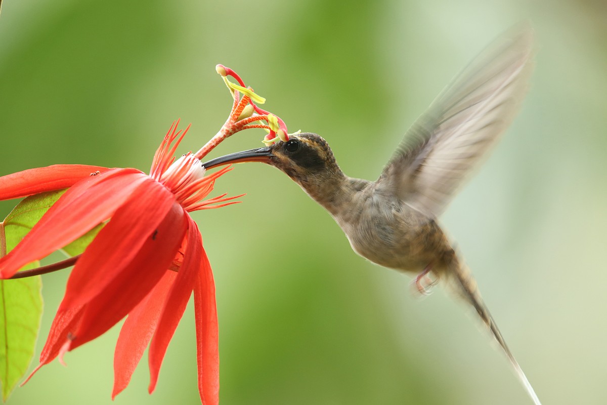 Long-billed Hermit - ML96383381