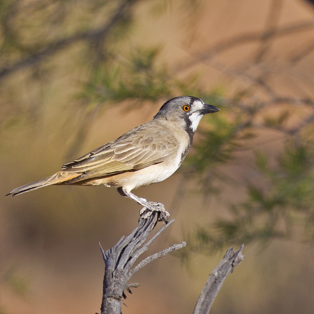 Crested Bellbird - Mat Gilfedder