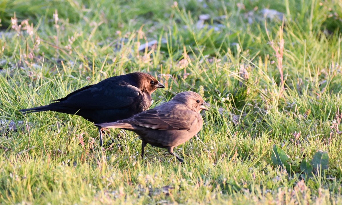 vlhovec hnědohlavý - ML96385801