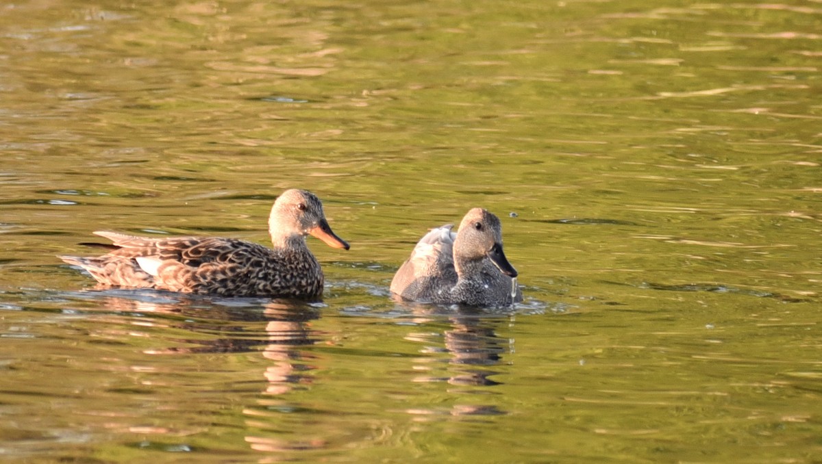 Canapiglia - ML96385881