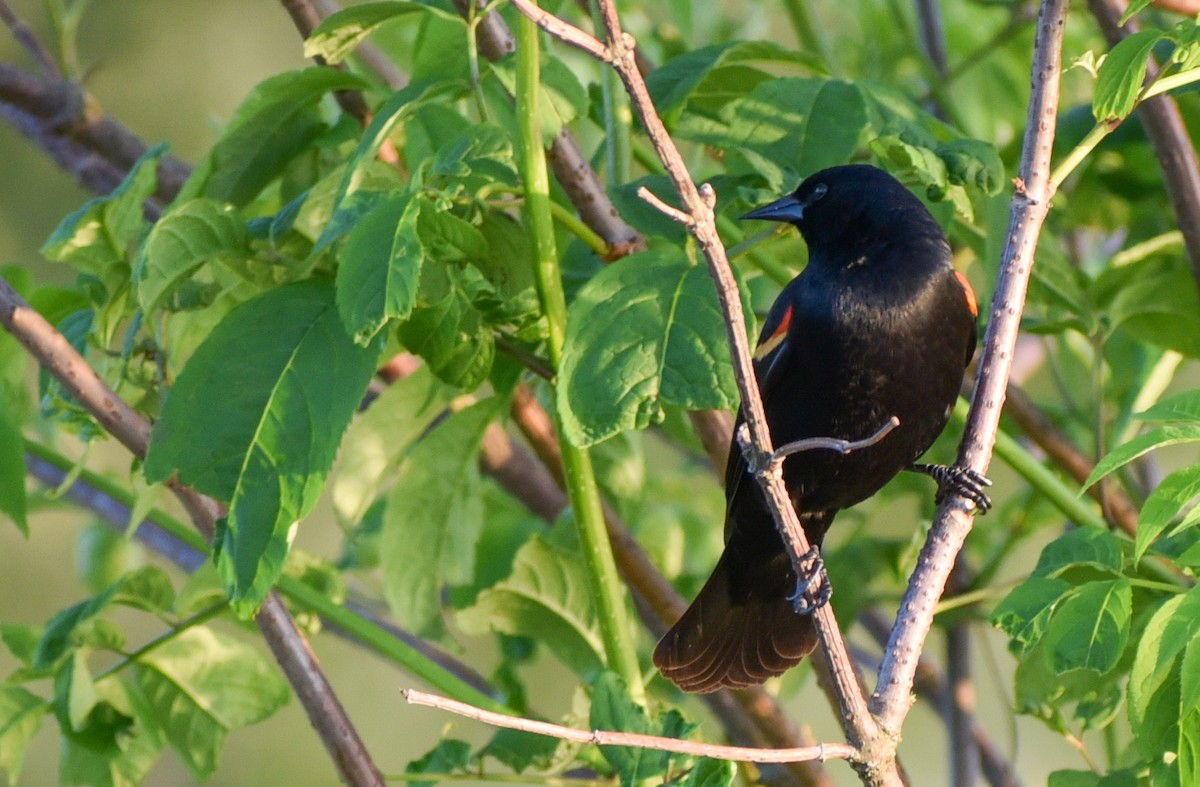 Red-winged Blackbird - ML96386371