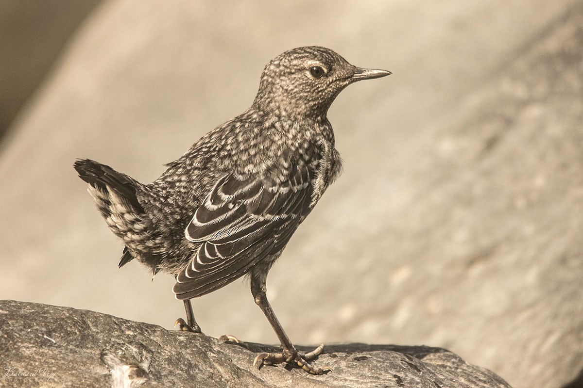 Brown Dipper - ML96387781