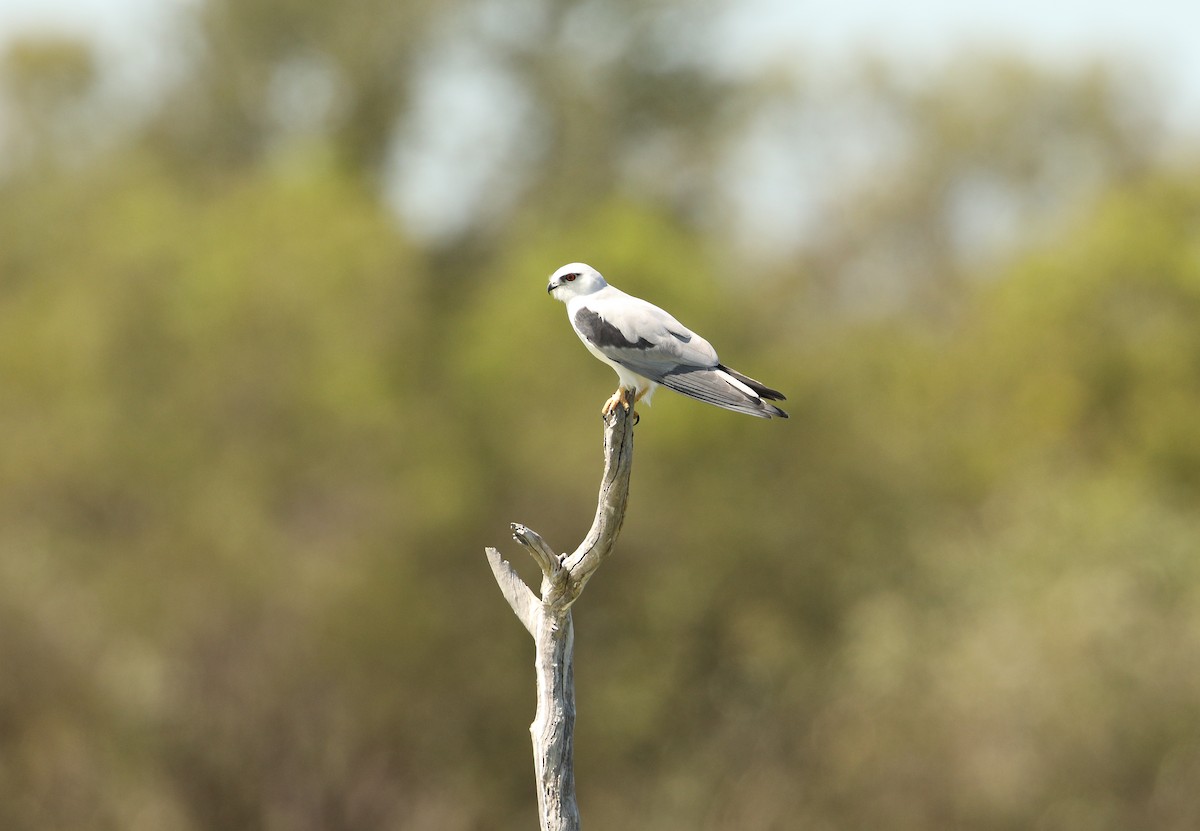 Black-shouldered Kite - ML96387891