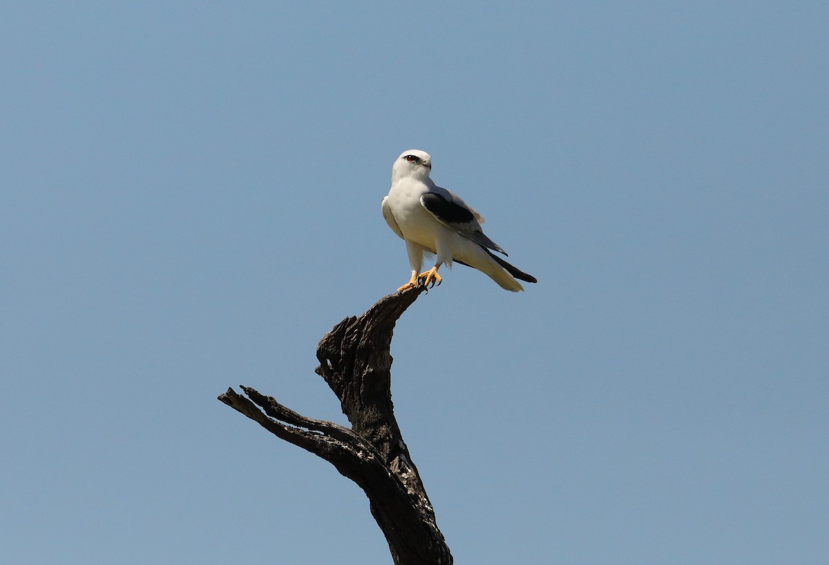 Black-shouldered Kite - ML96387911