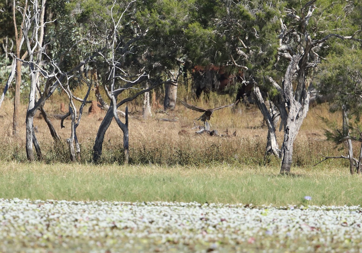 Swamp Harrier - ML96387921