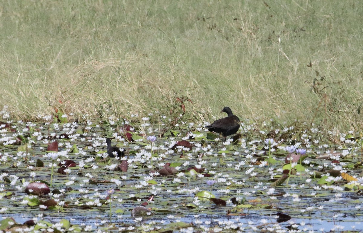 Dusky Moorhen - ML96387951