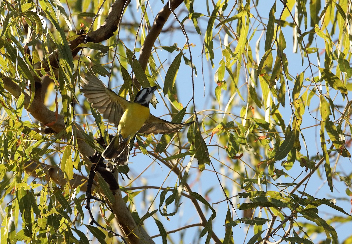 Northern Shrike-tit - ML96388101