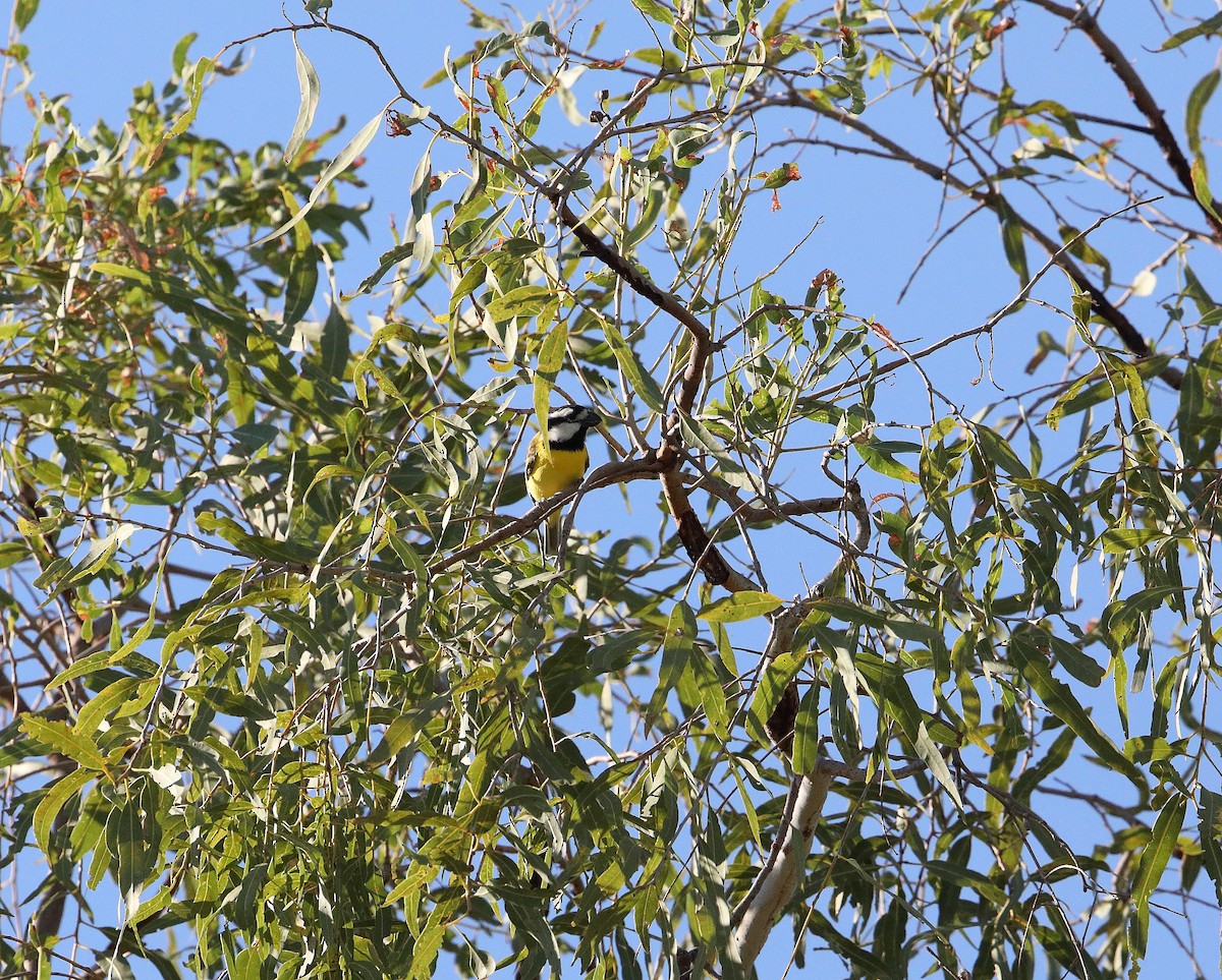 Northern Shrike-tit - ML96388121