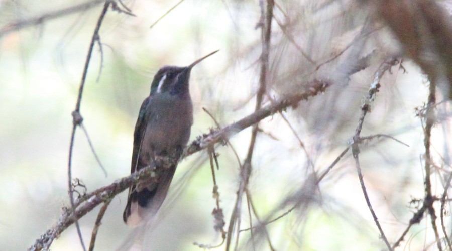 kolibřík blankytohrdlý - ML96388161