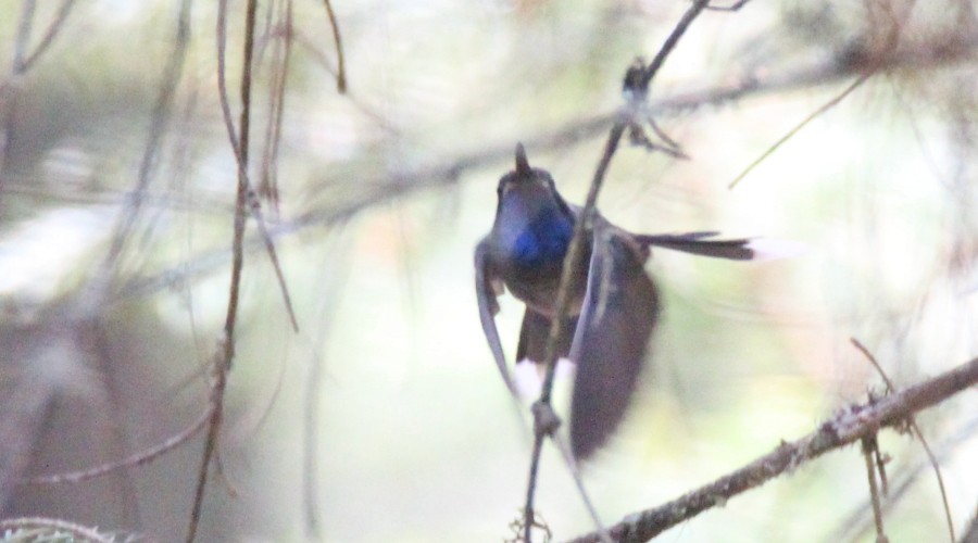 kolibřík blankytohrdlý - ML96388171