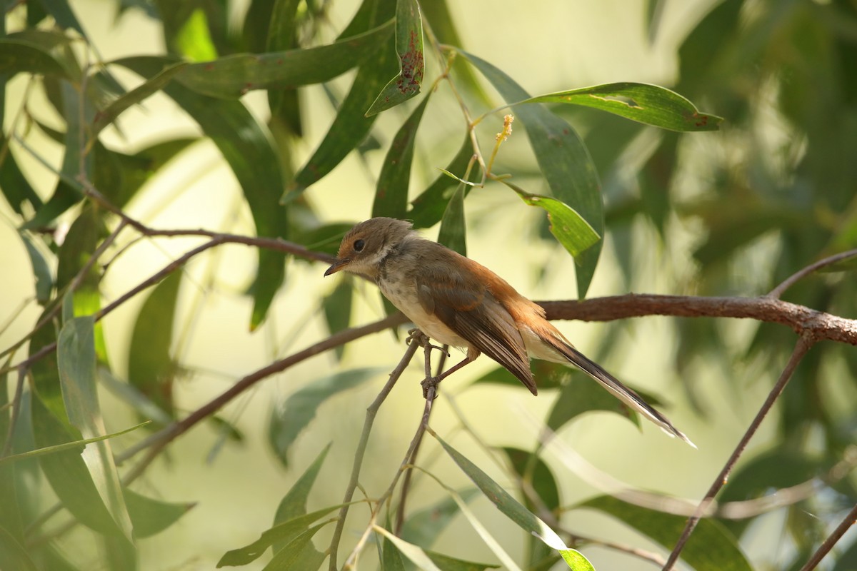 Arafura Fantail - ML96388221