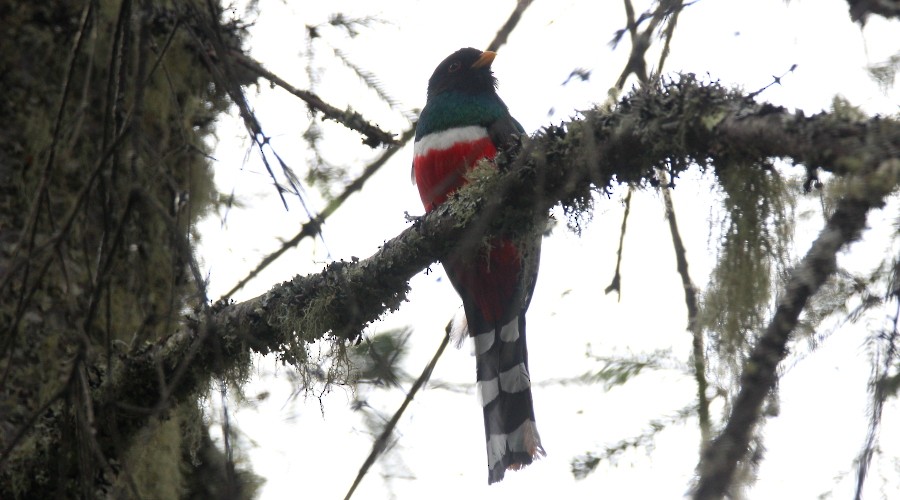 Mountain Trogon - ML96388291