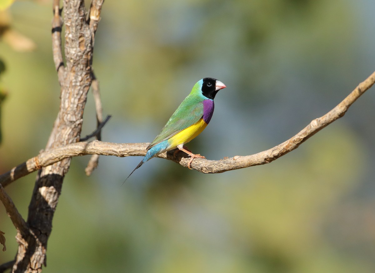 Gouldian Finch - Marc Gardner