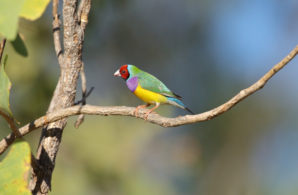 Gouldian Finch - Marc Gardner