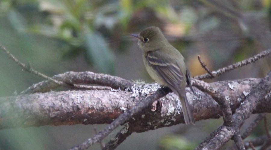 Pine Flycatcher - ML96388521