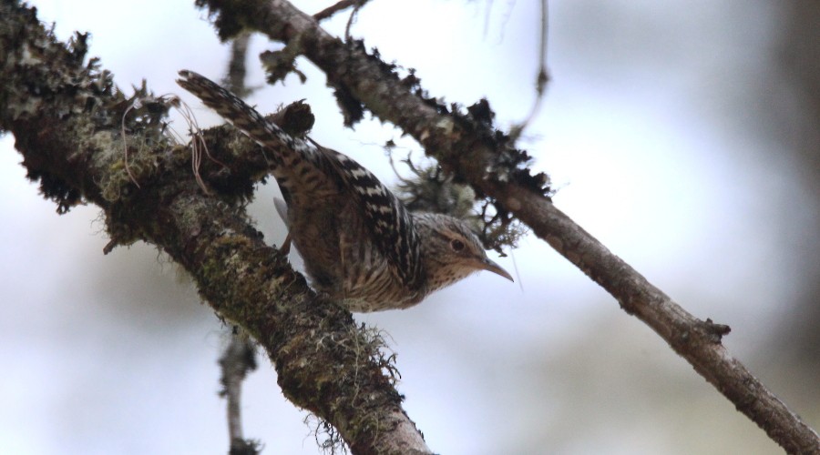 Gray-barred Wren - ML96388581