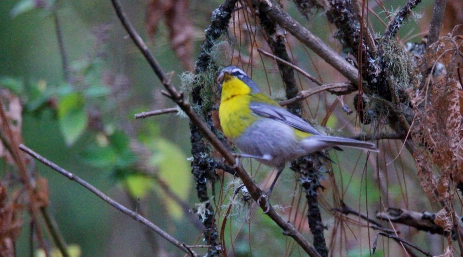 Crescent-chested Warbler - ML96388841