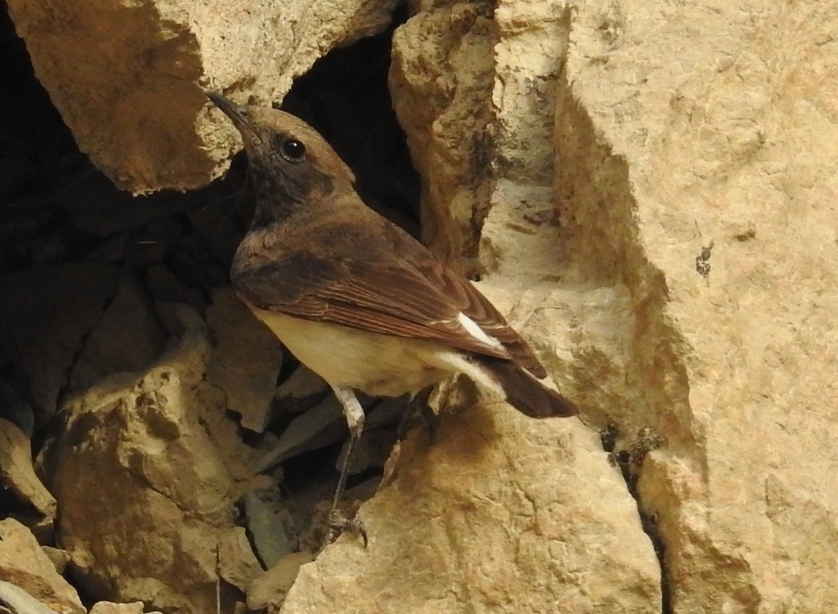 Variable Wheatear - ML96388891