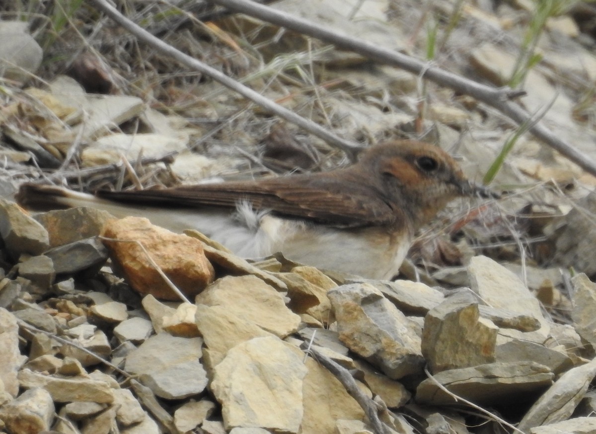 Finsch's Wheatear - ML96389141