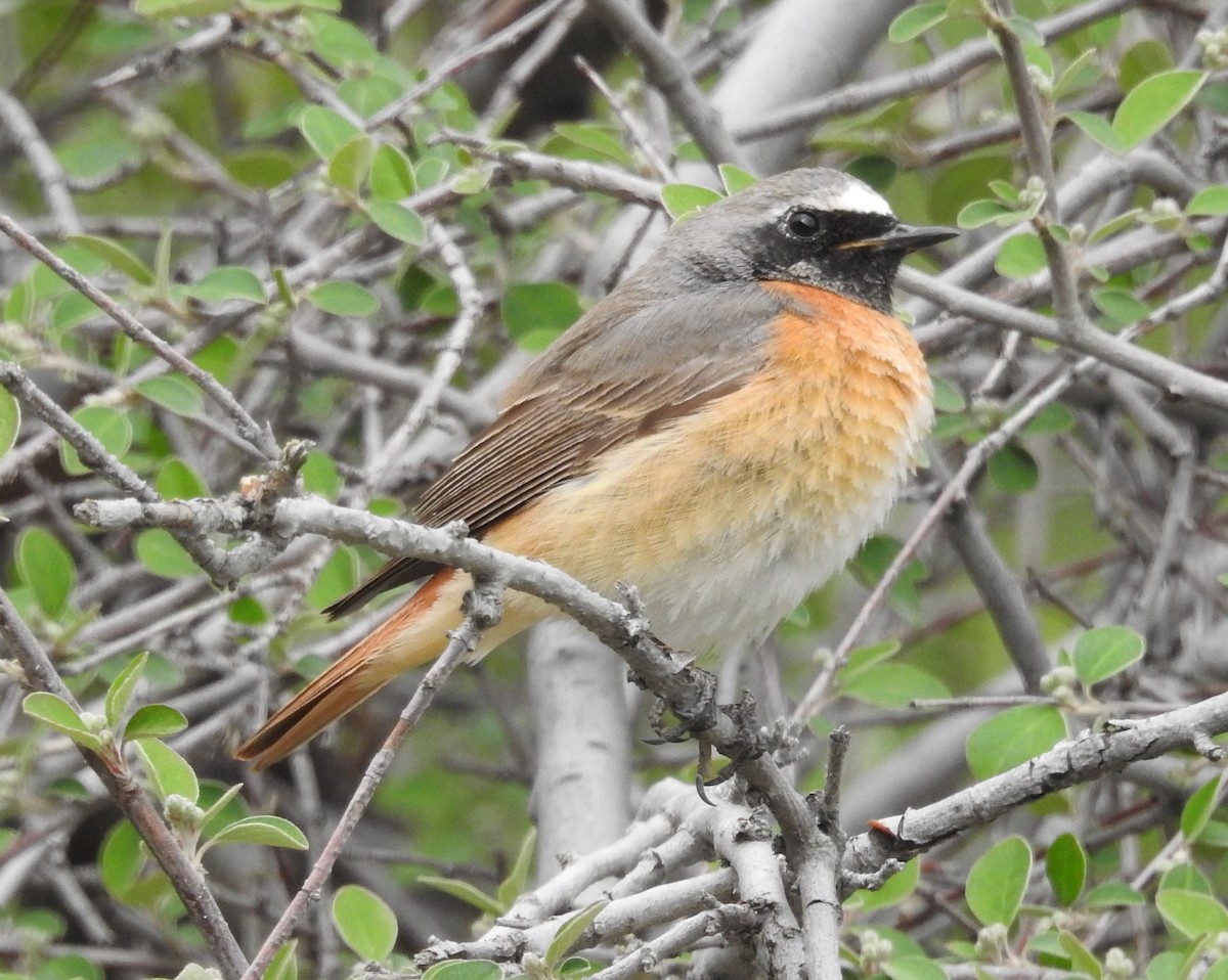 Common Redstart - Yoshio Akasaka