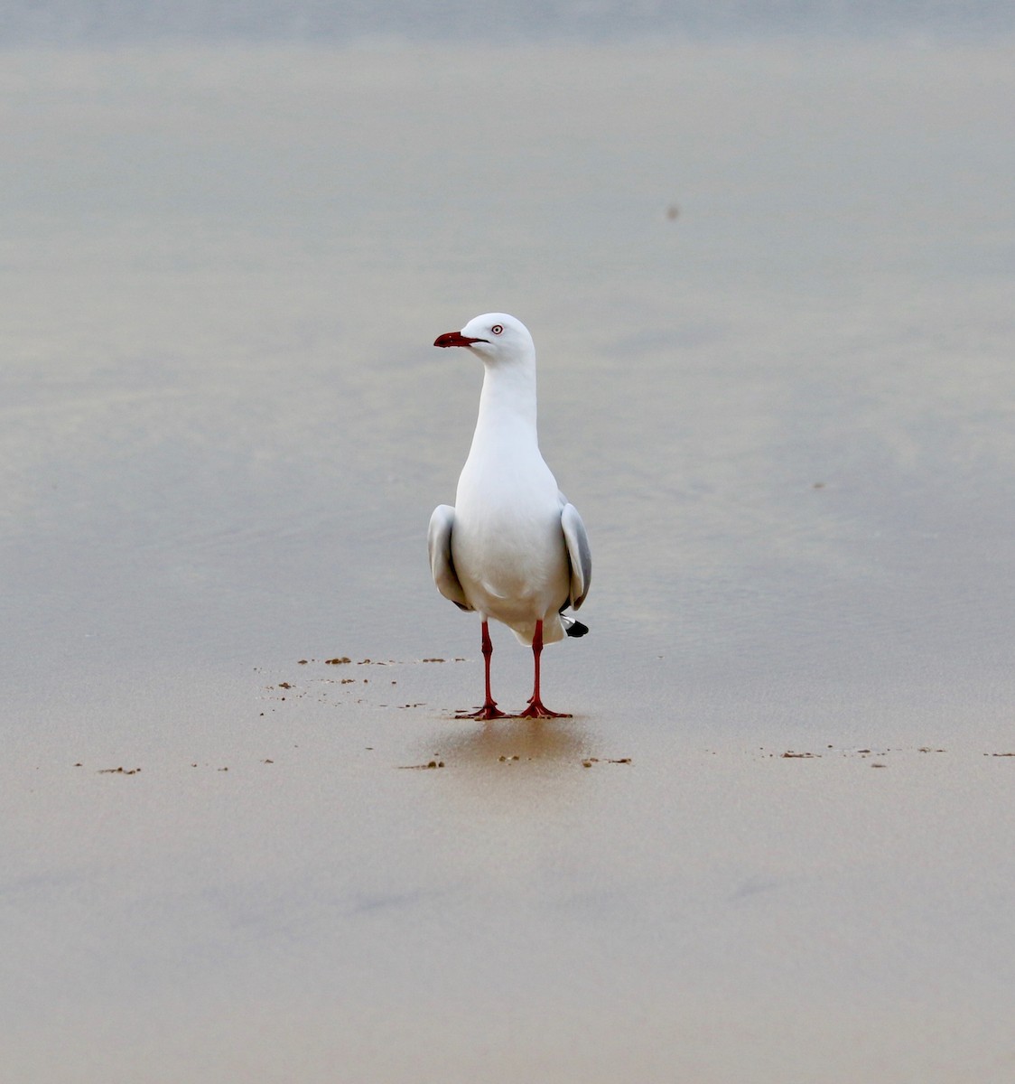 Silver Gull (Silver) - ML96389671