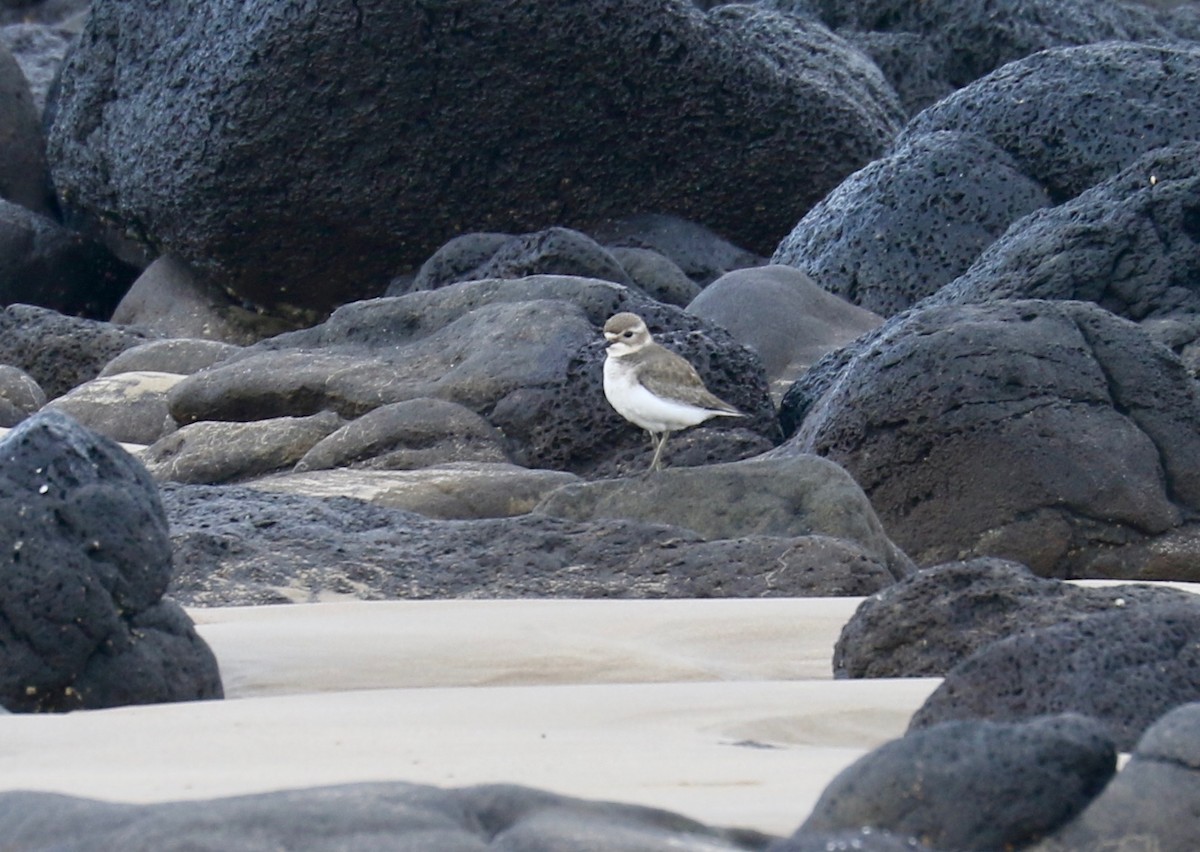 Double-banded Plover - ML96389681
