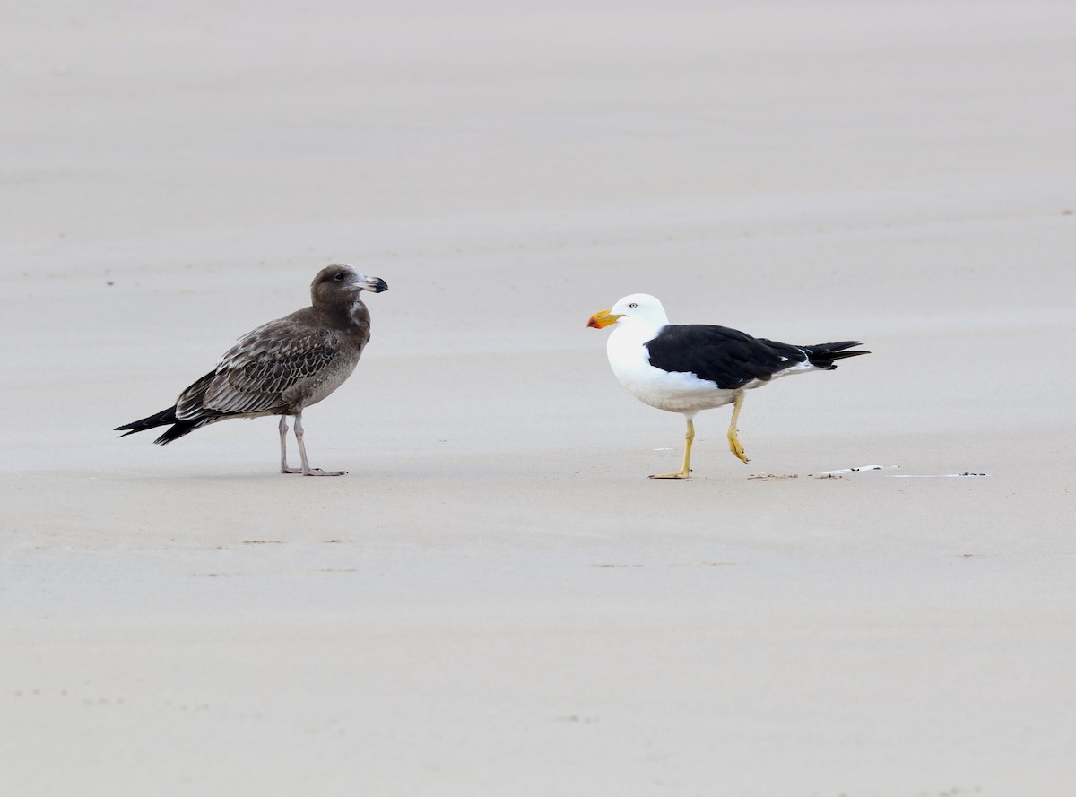 Pacific Gull - ML96389711