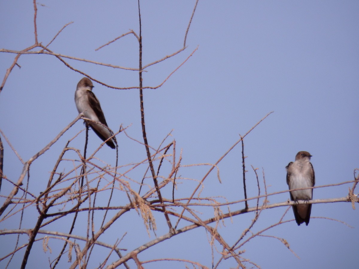 Northern Rough-winged Swallow - ML96390171