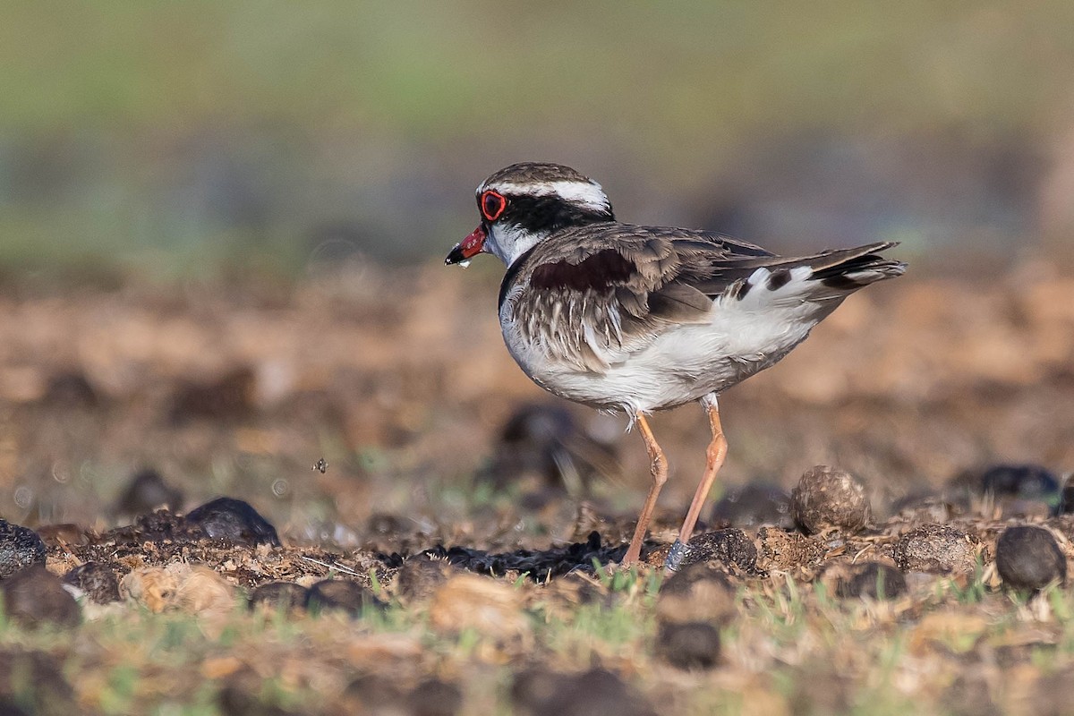 Black-fronted Dotterel - Terence Alexander