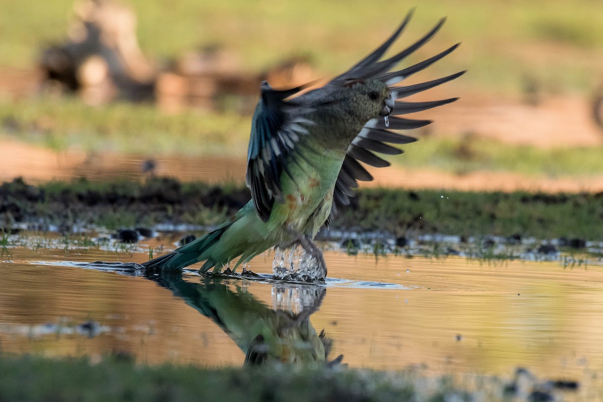 Mulga Parrot - Terence Alexander